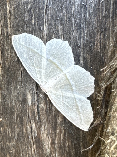 Pale Beauty (Campaea perlata)