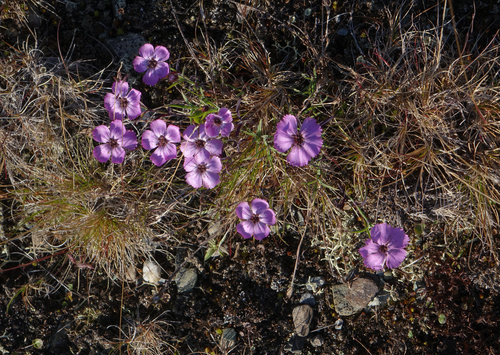 Northern Pink (Dianthus repens)