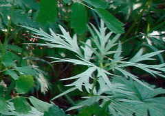 Artemisia vulgaris kamtschatica