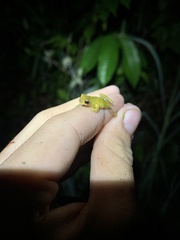 Dendropsophus parviceps