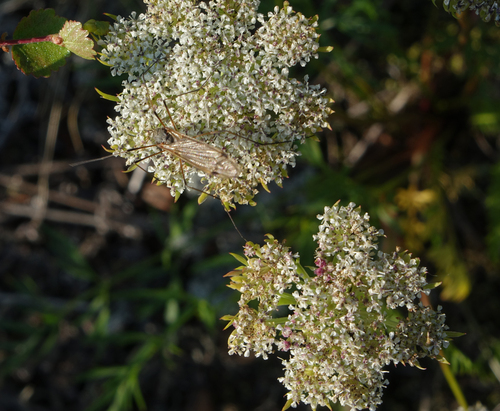 small alpine lovage (Neogaya simplex)