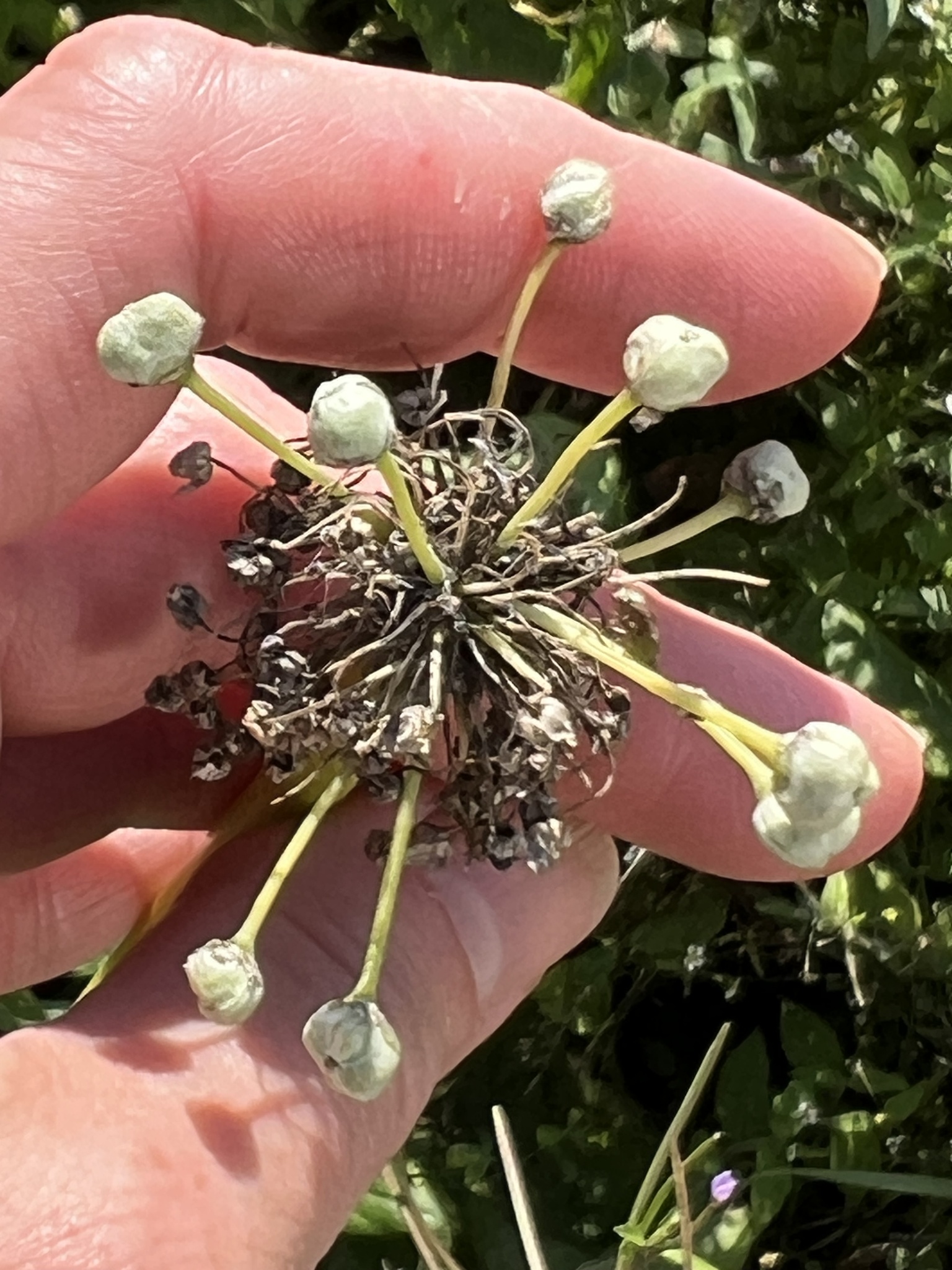 Common Onion (Allium cepa)