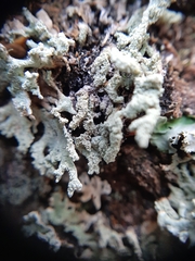 Hypogymnia subphysodes