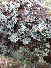 Hypogymnia subphysodes