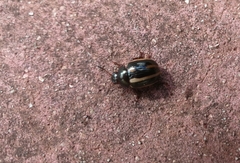 Leptinotarsa tlascalana