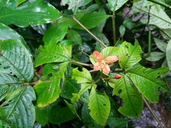 Podandrogyne decipiens