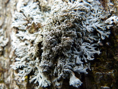 Physconia subpallida