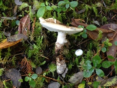 Matsutake