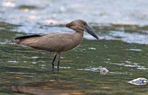Hamerkop