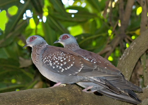 Speckled Pigeon