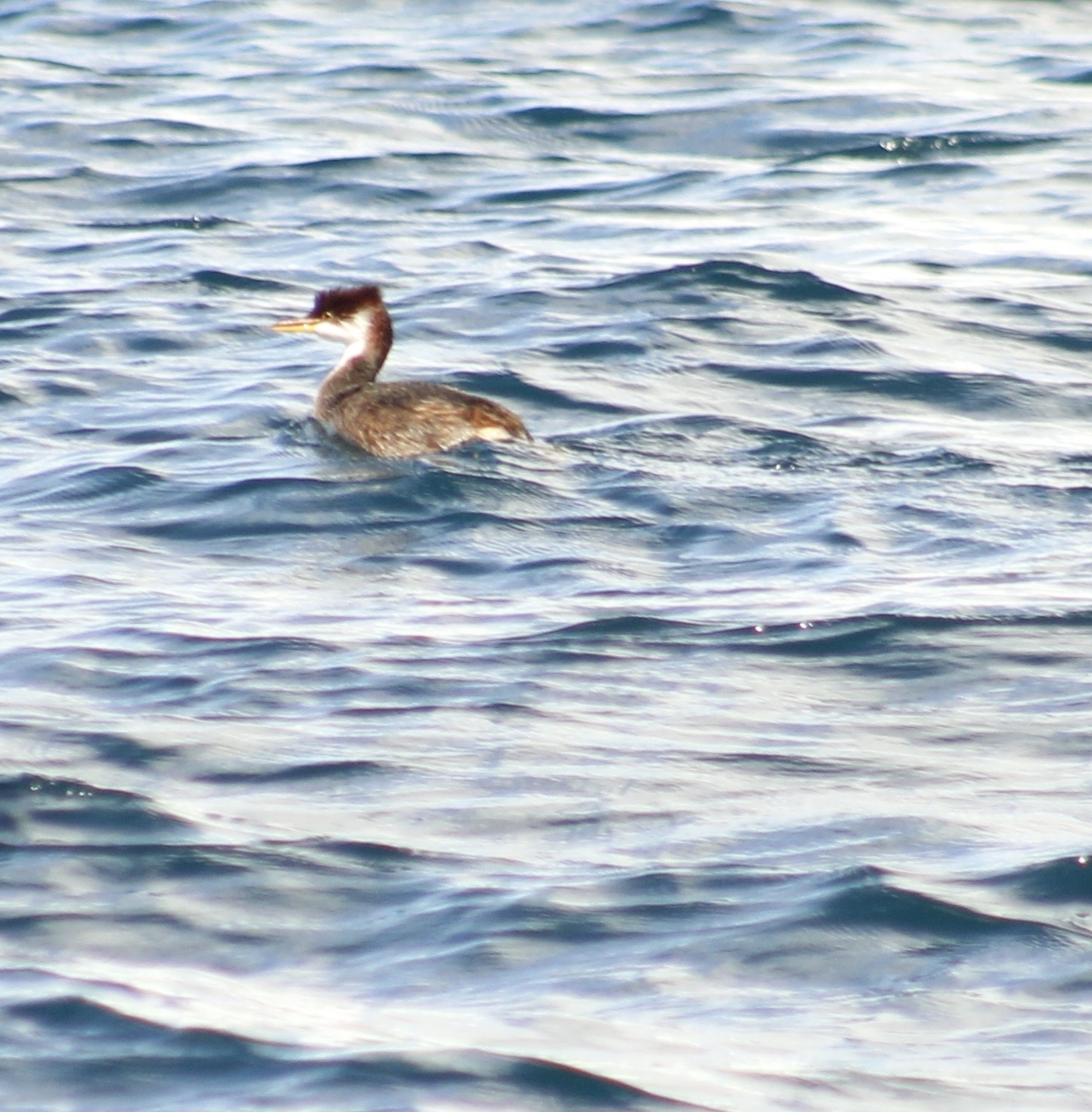 Titicaca Grebe (Rollandia microptera), photo 2