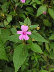 Impatiens dasysperma