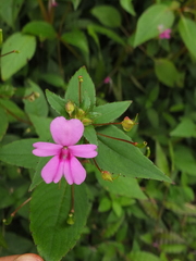 Impatiens dasysperma