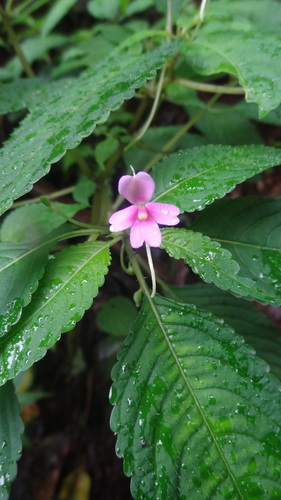 Impatiens dasysperma (Impatiens dasysperma)