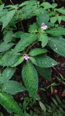 Impatiens dasysperma