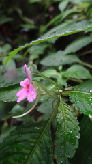 Impatiens dasysperma