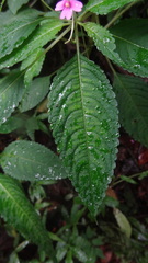 Impatiens dasysperma
