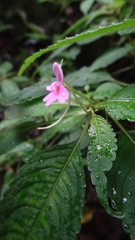 Impatiens dasysperma