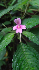 Impatiens dasysperma