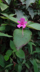 Impatiens gardneriana