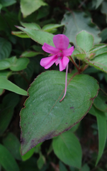 Impatiens gardneriana