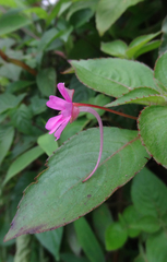 Impatiens gardneriana