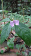 Impatiens minor