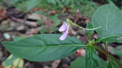 Impatiens minor