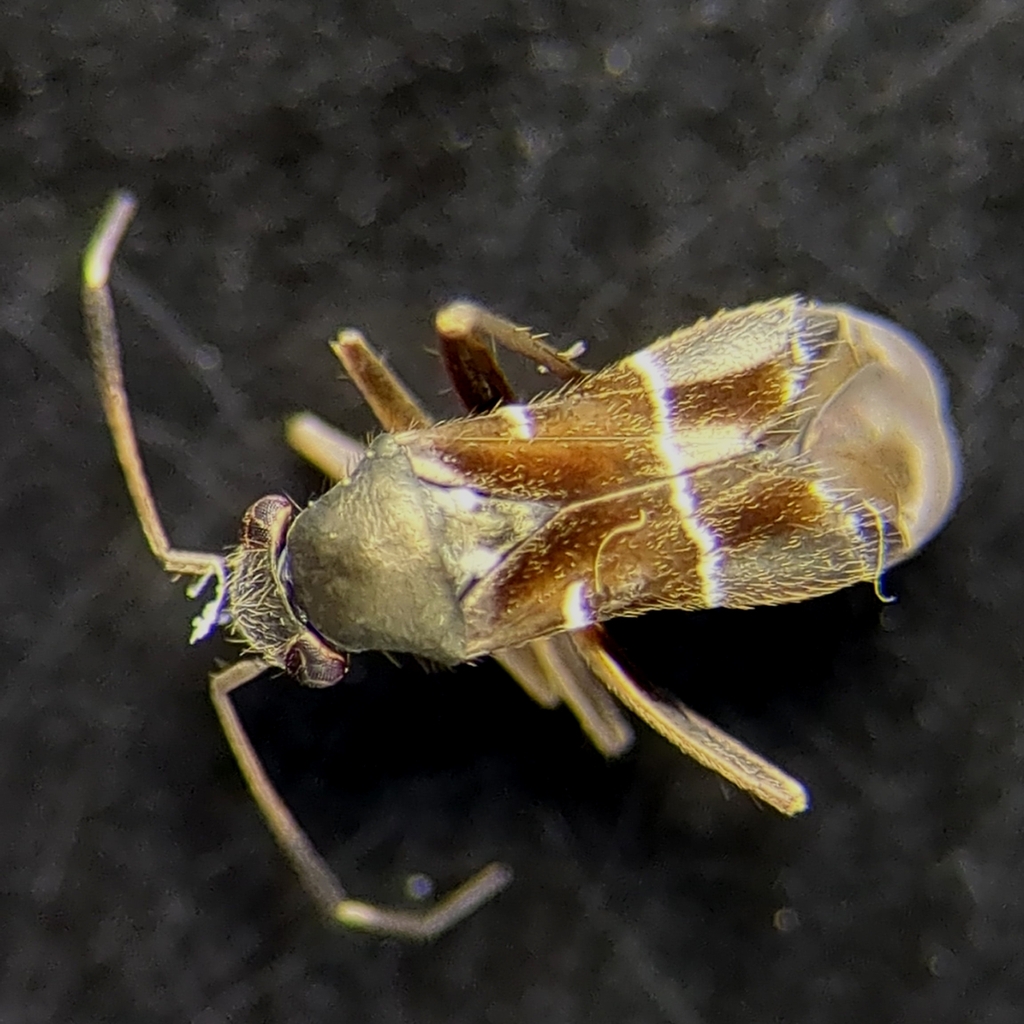 Pilophorus gallicus