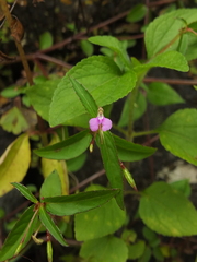 Impatiens minor