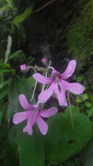 Impatiens scapiflora