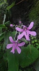 Impatiens scapiflora