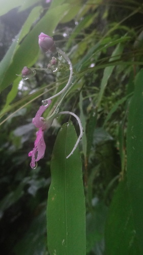 Image of Impatiens scapiflora by (c) Siddarth Machado, some rights reserved (CC BY)