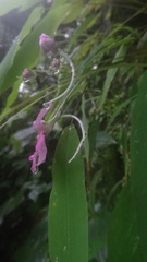 Impatiens scapiflora