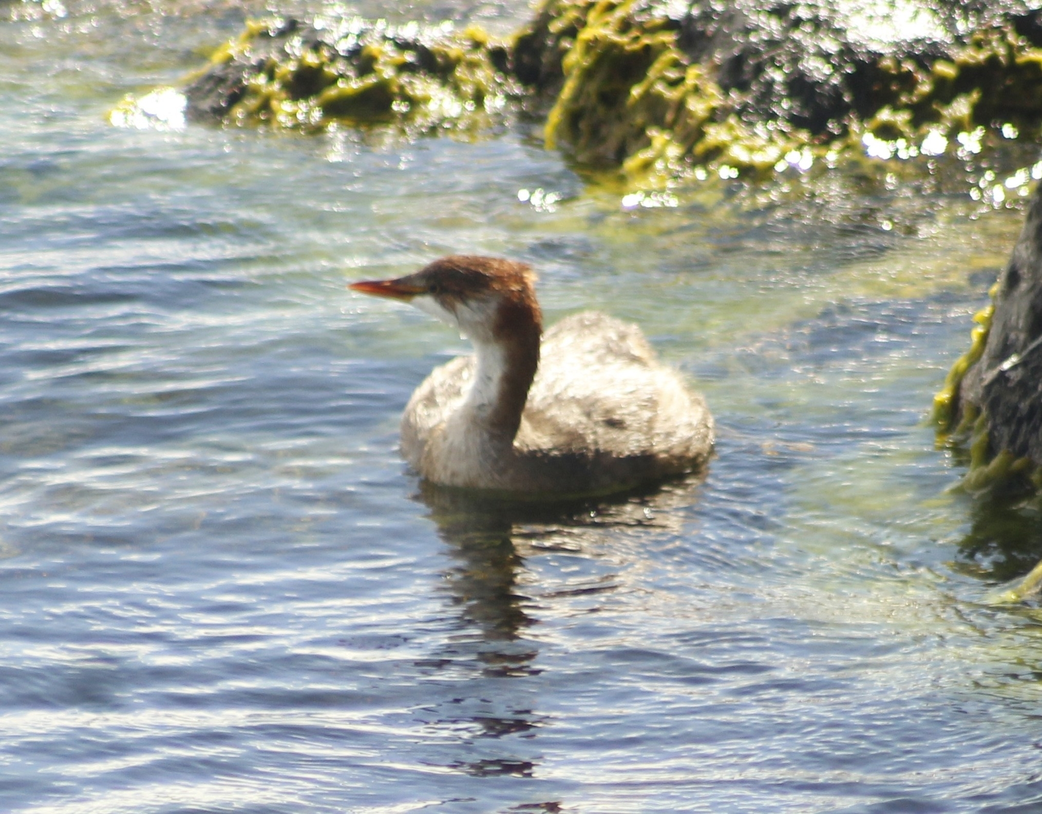 Titicaca Grebe (Rollandia microptera), photo 3