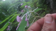 Impatiens scapiflora