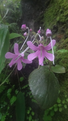 Image of Impatiens scapiflora by (c) Siddarth Machado, some rights reserved (CC BY)