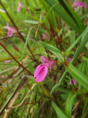 Impatiens diversifolia