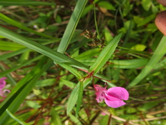 Impatiens diversifolia