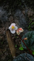 Begonia integrifolia