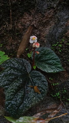 Begonia integrifolia