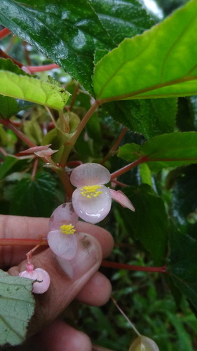 Begonia malabarica, photograph 6