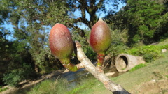 Bombax insigne