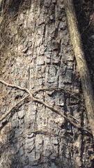 Bombax insigne
