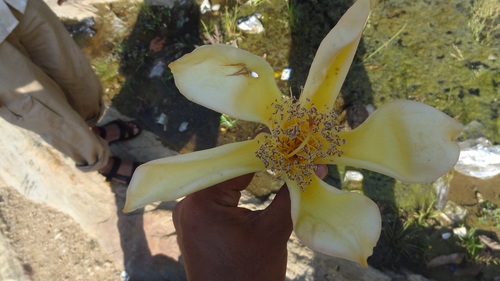 Image of Bombax Insigne (Bombax insigne) by (c) Siddarth Machado, some rights reserved (CC BY)