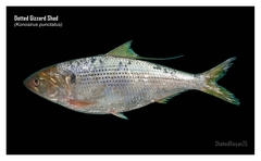 Konoshiro Gizzard Shad photo 1