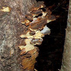 Phellinus piceinus