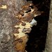 Phellinus piceinus - Photo (c) Stuart Tingley, some rights reserved (CC BY-NC), uploaded by Stuart Tingley