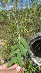 Buddleja asiatica