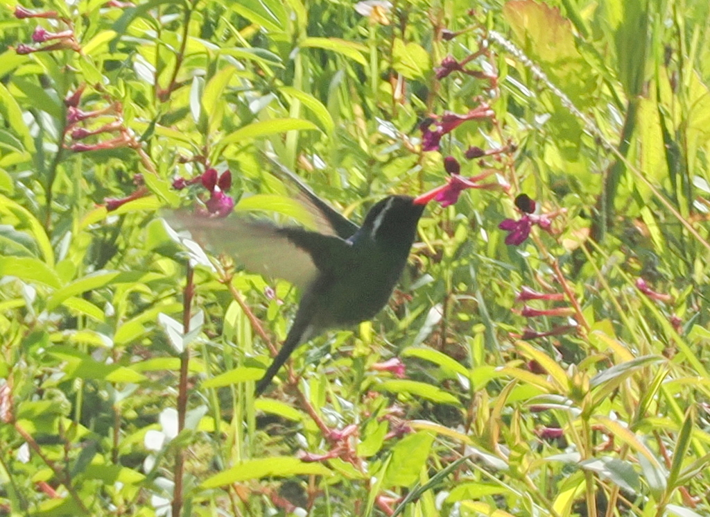 White-eared Hummingbird from Oaxaca, Mexico on August 25, 2025 at 09:16 ...